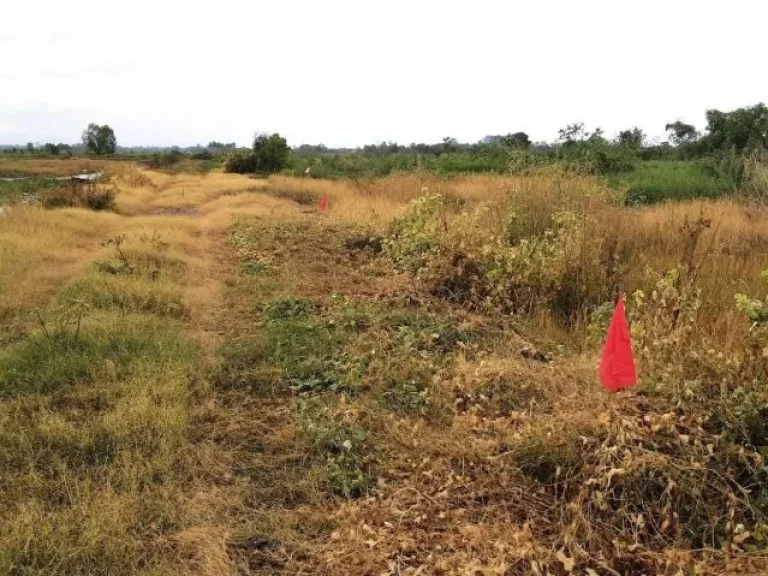 ขายที่ดินบ้านนา โยธาธิการ100 ตรว ผ่อนได้ทนครนายก