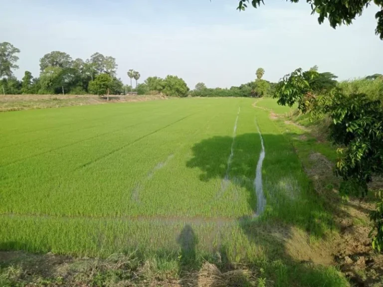 ที่ดินชัยนาท ที่ดินติดแม่น้ำท่าจีน ตำบลมะขามเฒ่า