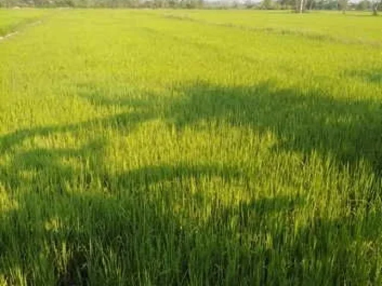 ขายที่ดินวิวทุ่งนา สวย ธรรมชาติ อำเภอเชียงแสน จังหวัดเชียงราย