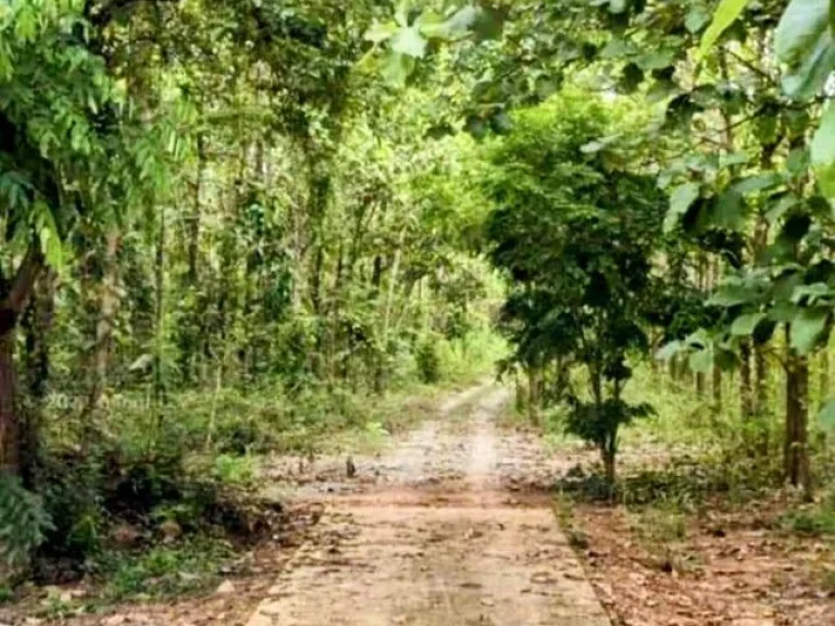 ที่ดินพร้อมสวนสัก ขายถูก อน้ำปาด อุตรดิตถ์