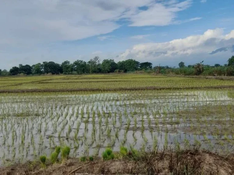 ขายที่ดิน 9ไร่ บ้านด้าย ตแม่สาย อแม่สาย จเชียงราย