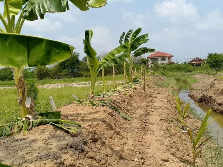 ขายที่ดินหมู่บ้านชัชฏา พุทธมณฑลสาย3 เขตบางแค กรุงเทพมหานคร