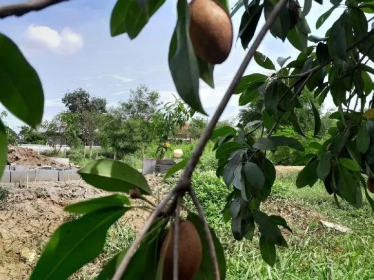 ขายที่ดินหมู่บ้านชัชฏา พุทธมณฑลสาย3 เขตบางแค กรุงเทพมหานคร