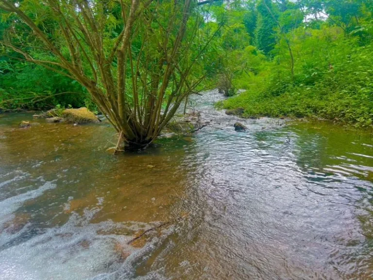 ที่ดินติดน้ำหนองหญ้าปล้องเพชรบุรี สวยราคาถูก