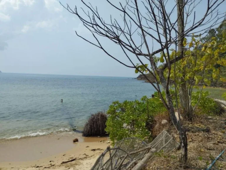 ขาย ที่ดิน ใกล้หาดมาก บนเกาะช้าง ที่ดิน บนเกาะช้าง 24 ไร่ 2