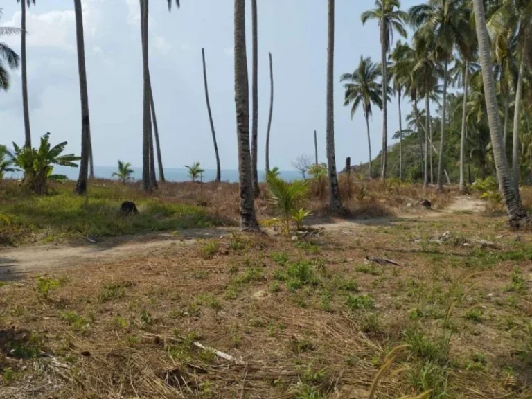 ขาย ที่ดิน ใกล้หาดมาก บนเกาะช้าง ที่ดิน บนเกาะช้าง 24 ไร่ 2