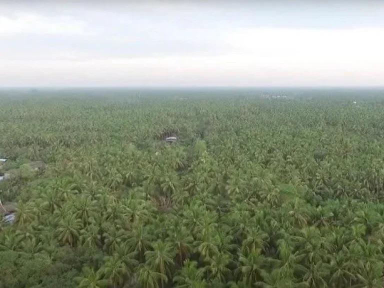 ขายที่ดิน 6 ไร่เศษ ติดคลองสุนัขหอน ติดถนนทางหลวง สส5007