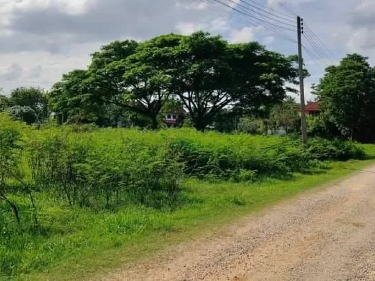 ขายที่ดินตำบลป่าบงสารภีติดบุญถาวรสารภีโฉนดพร้อมโอน