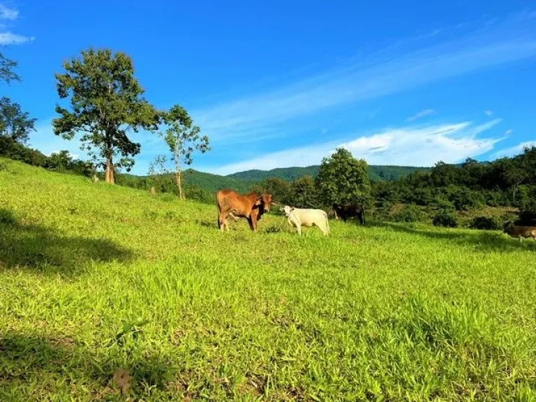 ขายที่ดินแปลงสวยบนดอยสูงสวยงาม ให้บรรยากาศท่ามกลางวิวภูเขาล้