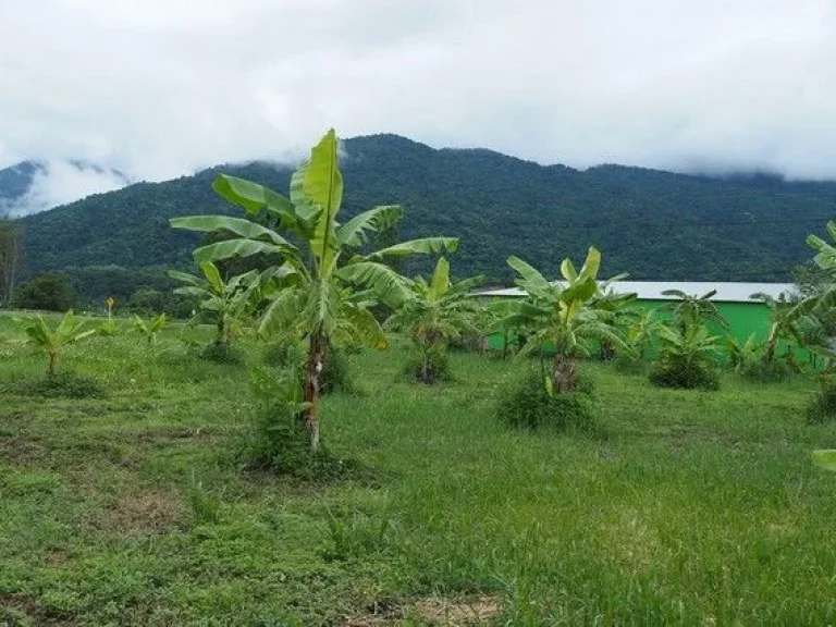 ที่ดินวิวดอยภูคา ทำเลทอง เหมาะสำหรับสร้างธุรกิจในฝัน