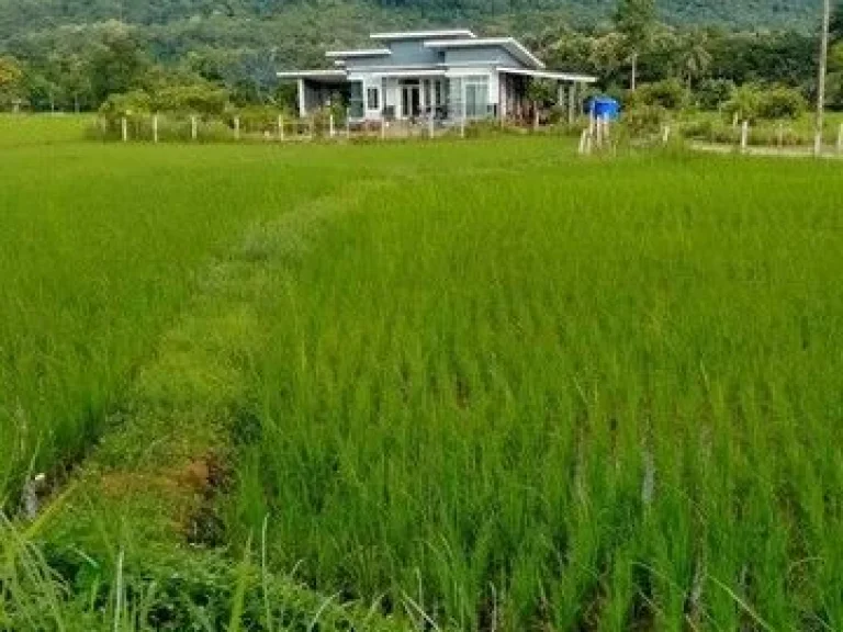 ที่ดินติดถนนใหญ่วิวดอยภูคา เหมาะสำหรับทำร้านคา คาเฟ่