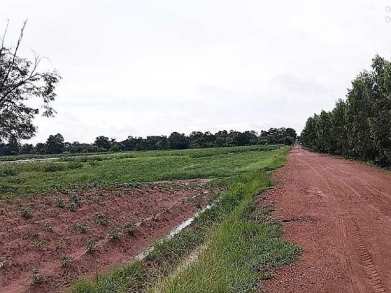 ขายที่ดิน 25ไร่ ที่สูงน้ำไม่ท่วม ติดถนนยาวสวย วิวเขาสวย