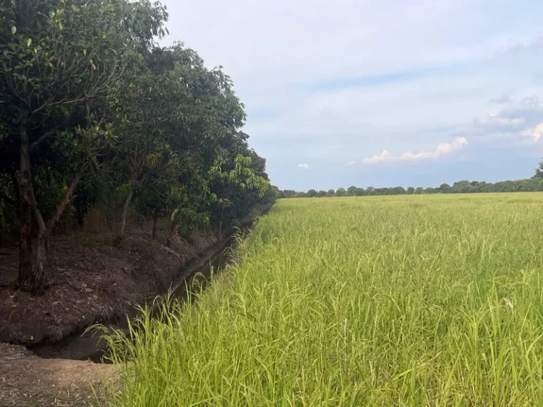 ขายที่ดิน 21 ไร่ ติดถจงถนอม วัดต้นเชือก ตบ้านใหม่ บางใหญ่