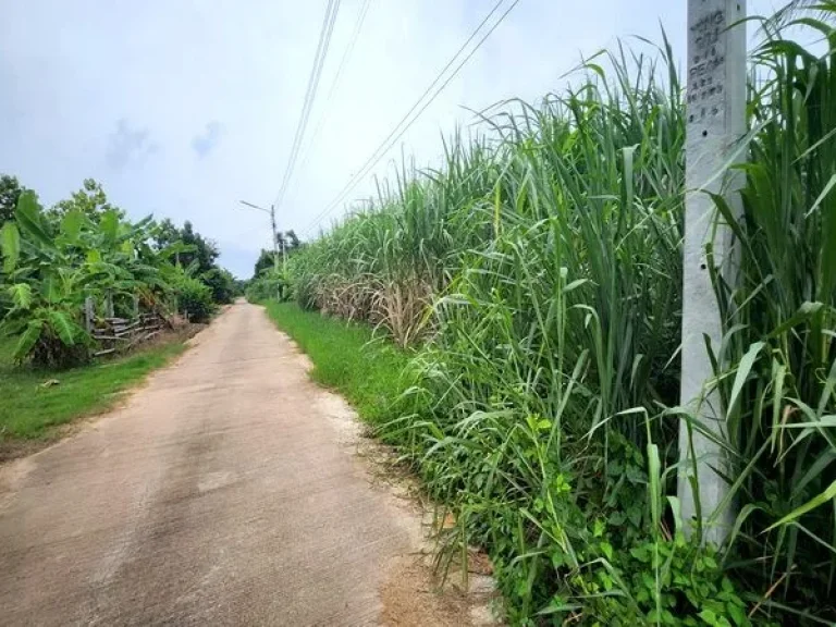 ขายที่ดิน ถนนเทศบาลตำบลธาตุทอง 5 ตำบลธาตุทอง อำเภอบ่อทอง