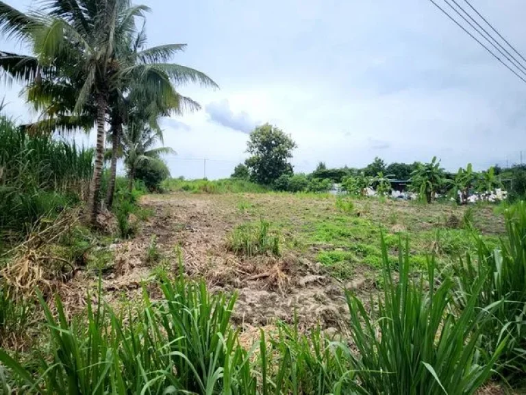 ขายที่ดิน ถนนเทศบาลตำบลธาตุทอง 5 ตำบลธาตุทอง อำเภอบ่อทอง