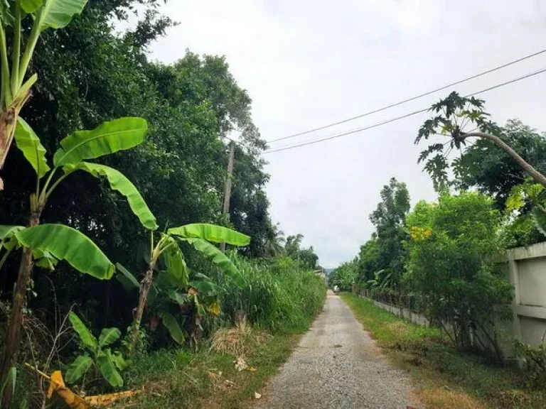 ขายที่ดิน ถนนเทศบาลตำบลธาตุทอง 5 ตำบลธาตุทอง อำเภอบ่อทอง