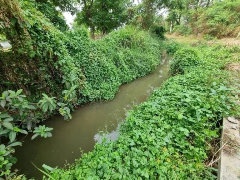 ขายที่ดินหางดง ใกล้โครงการ กุลพันธุ์ วิวล์ 9 เนื้อที่ 1-1-66