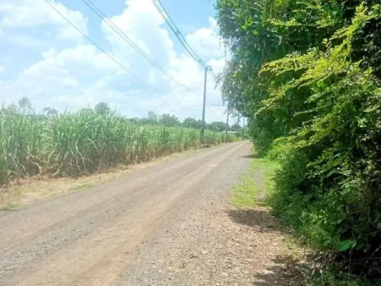 ที่ดินเปล่า สี่เหลี่ยมสวย ด้านยาวติดถนน อโนนสุวรรณ บุรีรัมย์