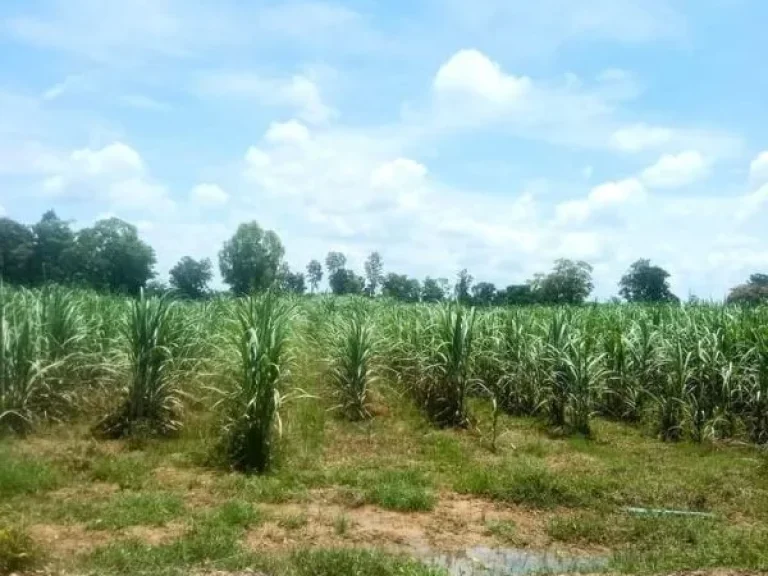 ที่ดินเปล่า สี่เหลี่ยมสวย ด้านยาวติดถนน อโนนสุวรรณ บุรีรัมย์