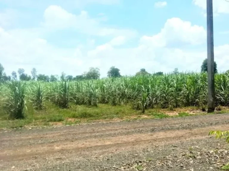 ที่ดินเปล่า สี่เหลี่ยมสวย ด้านยาวติดถนน อโนนสุวรรณ บุรีรัมย์