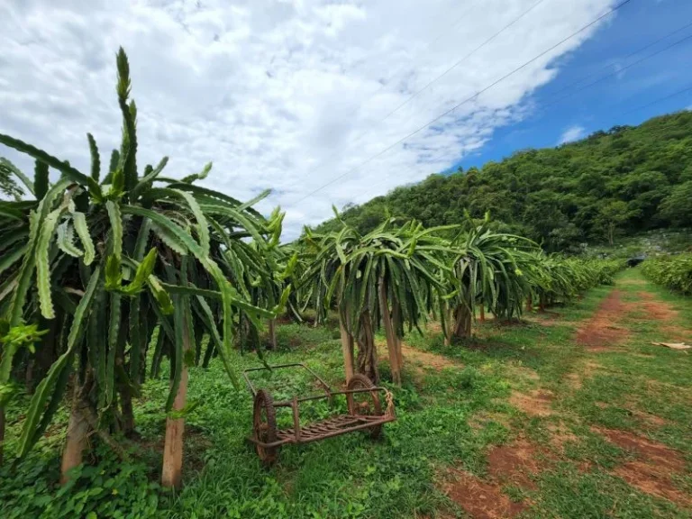 ขายบ้านพร้อมที่ดินเขาใหญ่ปากช่อง ภูเขาโอบล้อม ทำเลดี