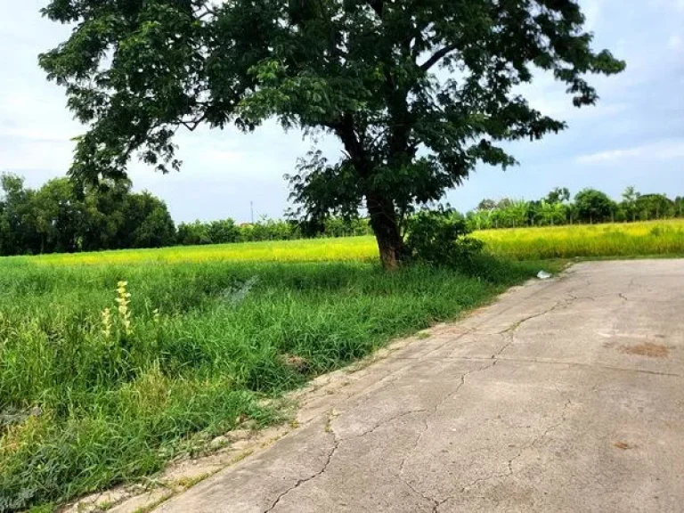 ขายที่ดิน ซอยเลียบวารี 75 ถนนสุวินทวงศ์ แขวงโคกแฝด เขตหนองจอก