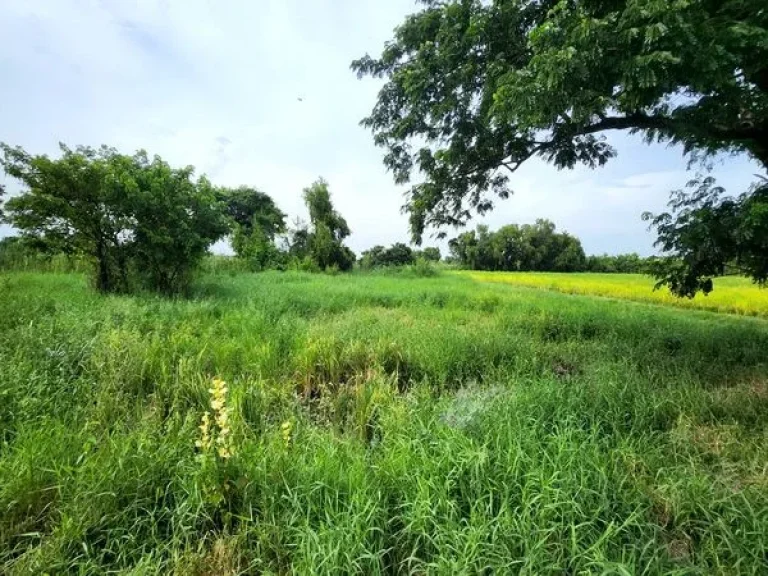 ขายที่ดิน ซอยเลียบวารี 75 ถนนสุวินทวงศ์ แขวงโคกแฝด เขตหนองจอก