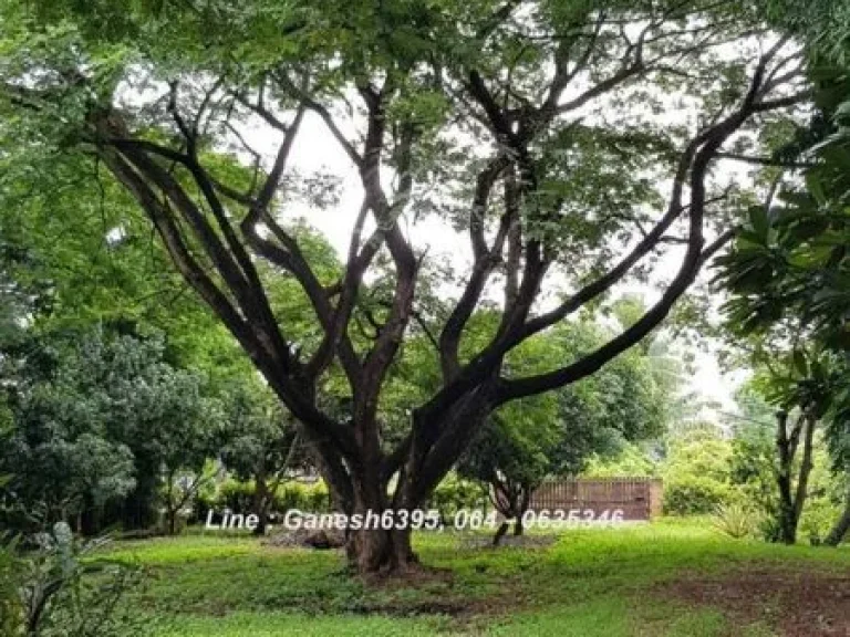 ขายด่วน ที่ดินเชียงใหม่ ติดพิพิธภัณฑ์พระพิฆเนศ อดอยหล่อ