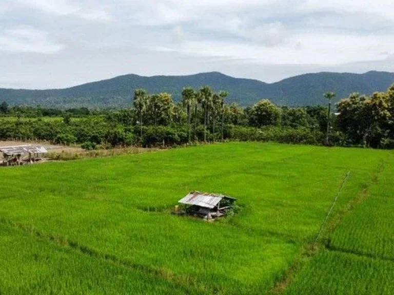 ขายที่ดินวิวดอย วิวทุ่งนามีทางเข้าบรรยากาศดีเขตแม่ออนใกล้สถา