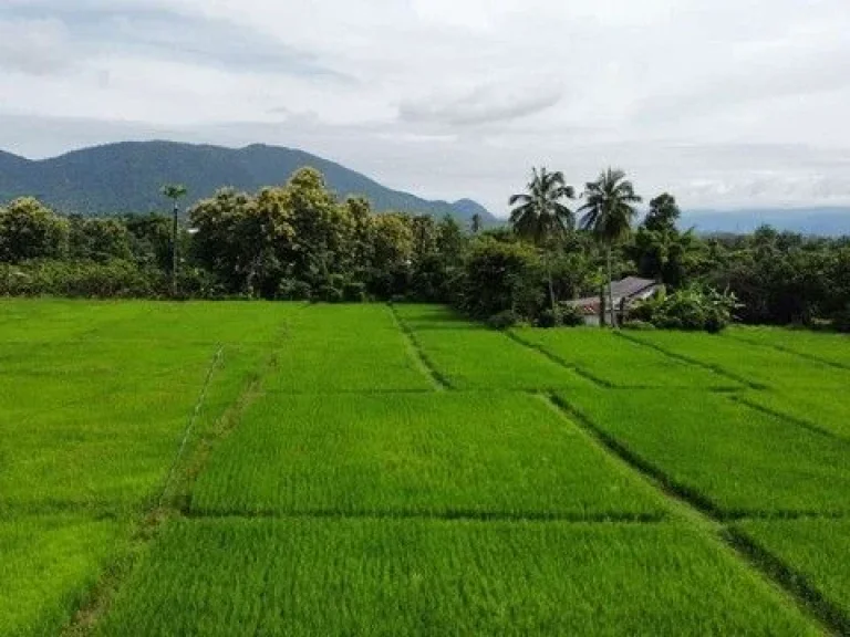 ขายที่ดินวิวดอย วิวทุ่งนามีทางเข้าบรรยากาศดีเขตแม่ออนใกล้สถา