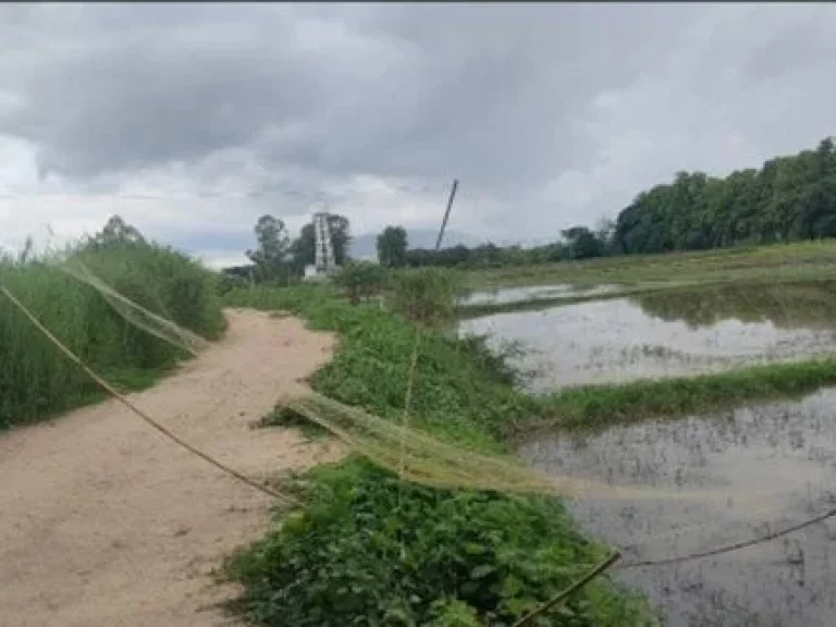 ขายที่ดิน 54 ไร่ ติดทางหลวงแผ่นดิน อำเภอเวียงชัย