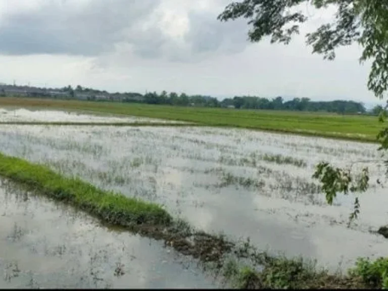 ขายที่ดิน 54 ไร่ ติดทางหลวงแผ่นดิน อำเภอเวียงชัย