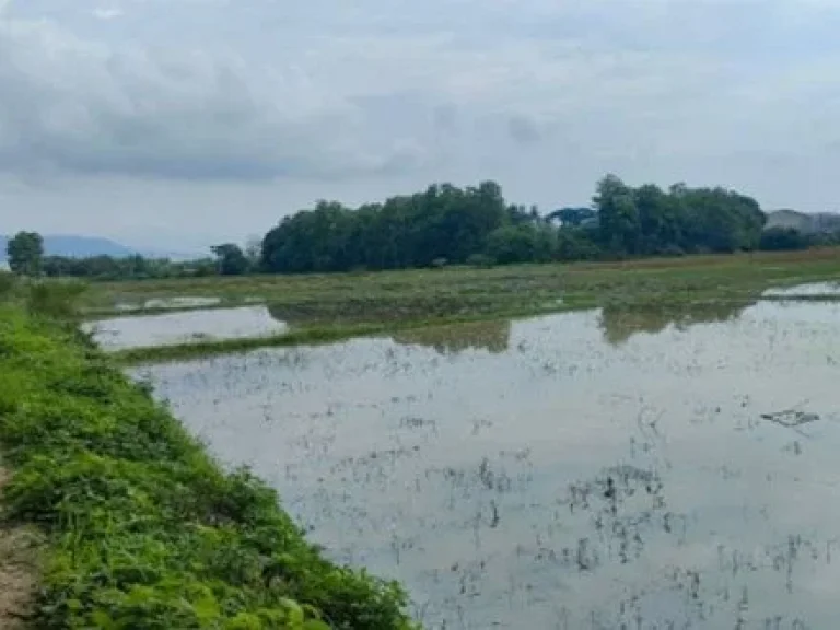 ขายที่ดิน 54 ไร่ ติดทางหลวงแผ่นดิน อำเภอเวียงชัย