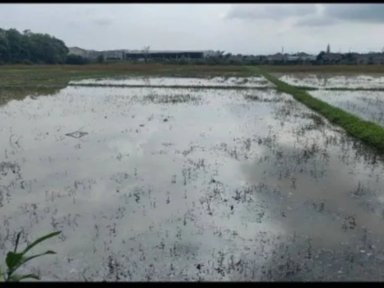 ขายที่ดิน 54 ไร่ ติดทางหลวงแผ่นดิน อำเภอเวียงชัย