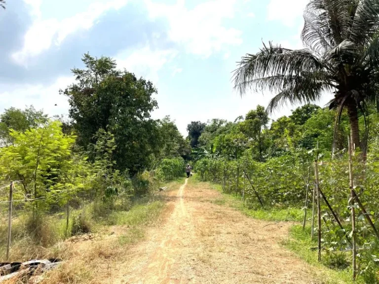 ขาย ที่ดินถมดินเรียบร้อย หมู่บ้านท่าขาม จเพชรบุรี