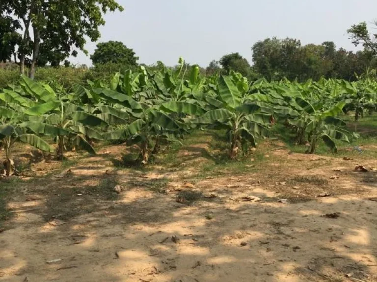 ขาย ที่ดินถมดินเรียบร้อย หมู่บ้านท่าขาม จเพชรบุรี