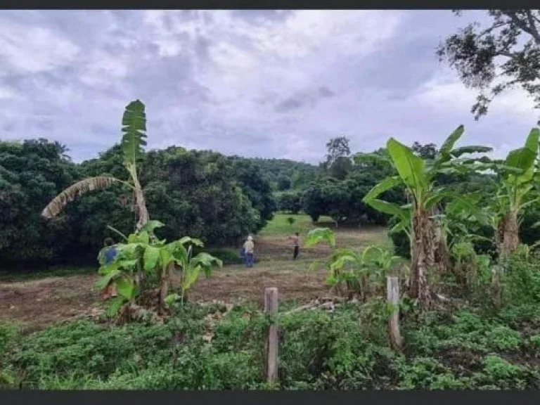 ขายที่สวนบ้านสบเปิงแม่แตงติดอ่างเก็บน้ำโฉนดพร้อมโอนี