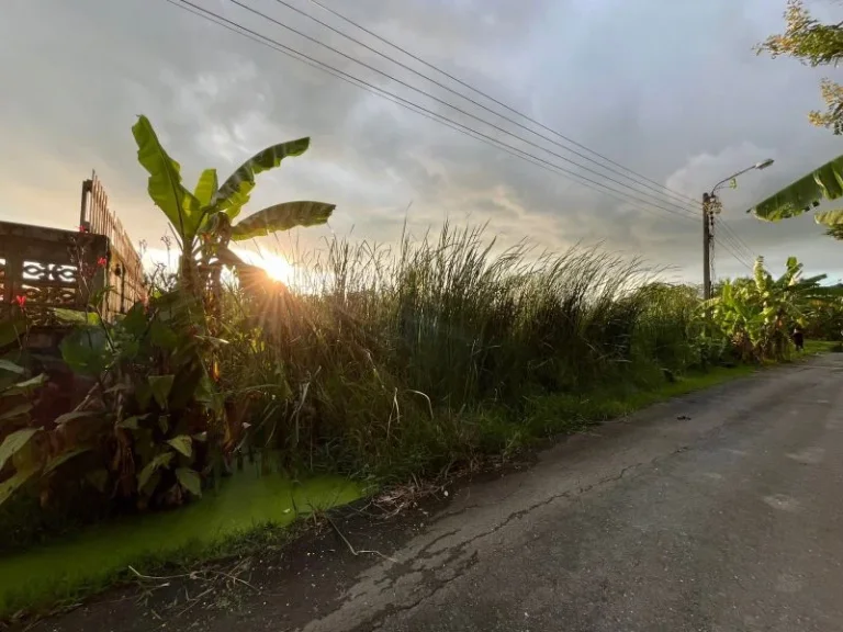 ขายด่วนที่ดิน 196 ตรว ซอยหมู่บ้านร่มเย็น4 ถนนลำไทร