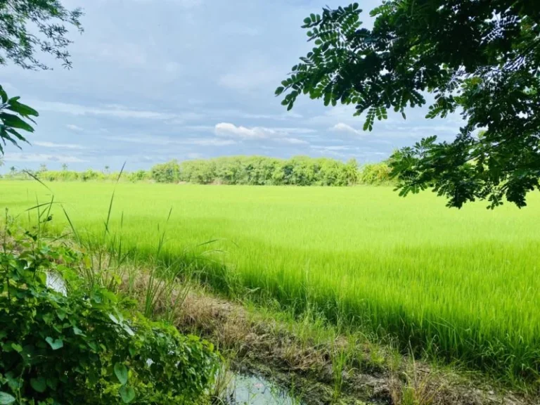 ขาย ที่ดิน บางใหญ่ คลองถนน เนื้อที่ 38 ไร่ 12 ตรว