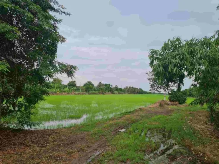 ขายที่ดินติดถนนคลอง12 ทำเลสวย ที่ดินสีชมพู จังหวัดปทุมธานี