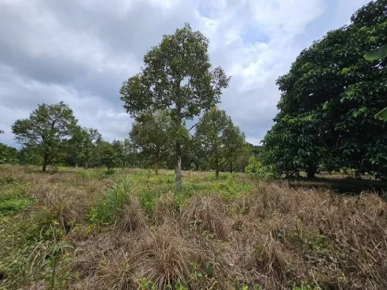 ขายสวนทุเรียนพร้อมให้ผลผลิต อำเภอท่าใหม่ จันทบุรี