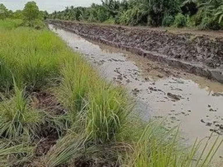 ที่ดินเงินผ่อน คลอง 11 รพีพัฒน์ หนองเสือ ปทุมธานี ผ่อนได้ 24