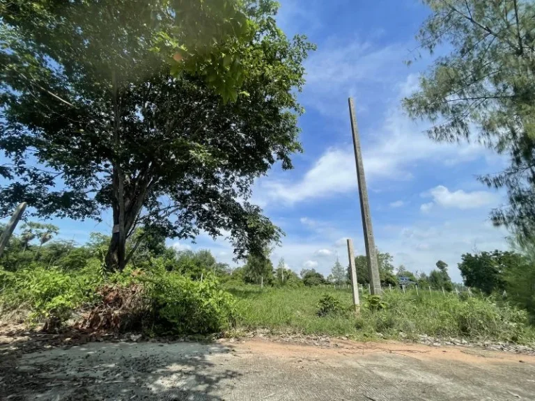 ที่ดินว่างเปล่ามีต้นไม้ใหญ่ ขึ้นอำเภอเมืองขอนแก่น