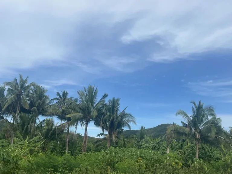 ที่ดินติดลำห้วย สวนเกษตร วิวเขาล้อมรอบ ร่มรื่น