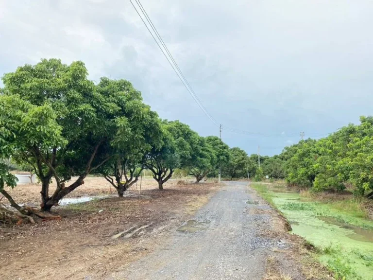 ขายที่สวนลำใยพัฒนาเรียบร้อยประตูป่าจังหวัดลำพูนพร้อมโอน