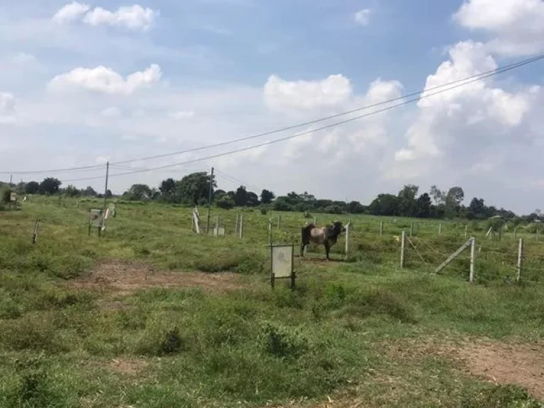 ขายที่ดิน 350ตรว ตห้วยบง อเฉลิมพระเกียรติ จสระบุรี