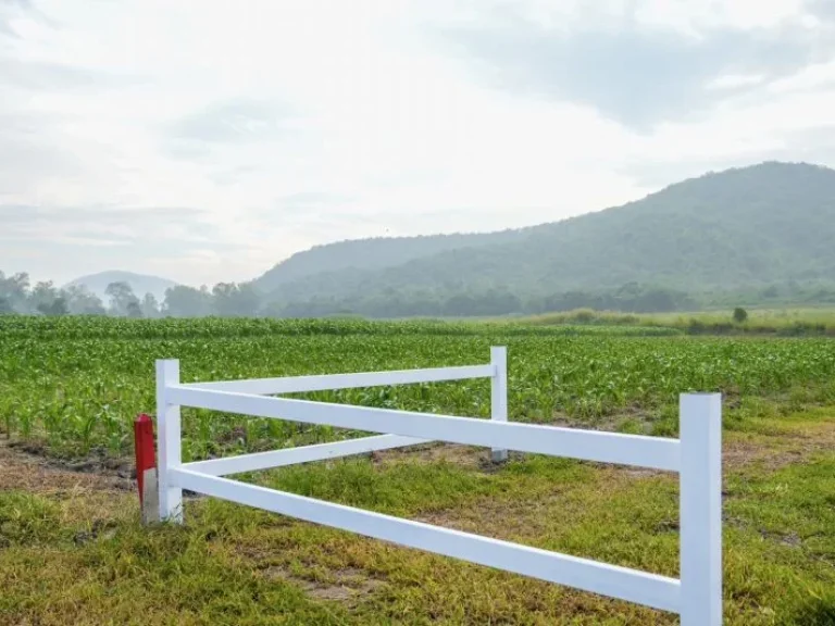 ขายที่ดิน พุหวายวิว เริ่มต้น 1 ไร่ ชะอำ เพชรบุรี