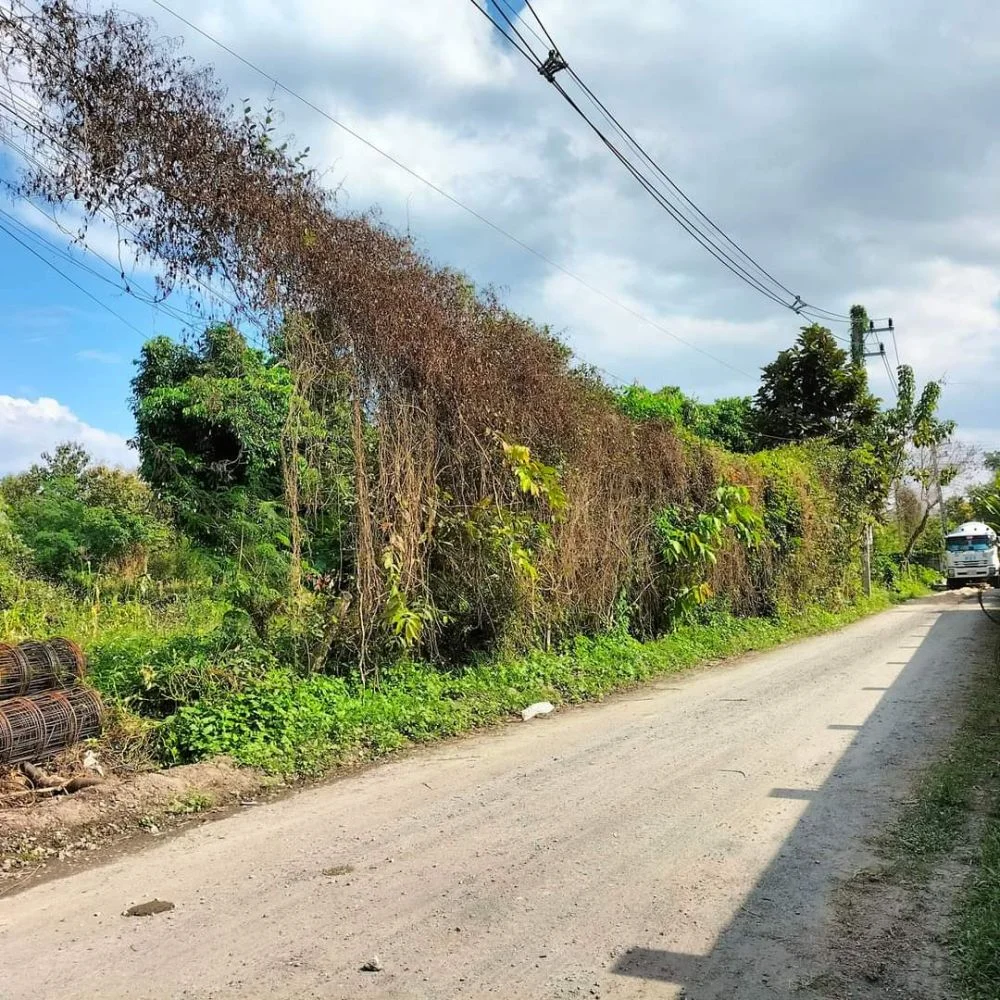 ขายที่ดินป่าป้องดอยสะเก็ตติดถนนคอนกรีตทำเลดีพร้อมโอน