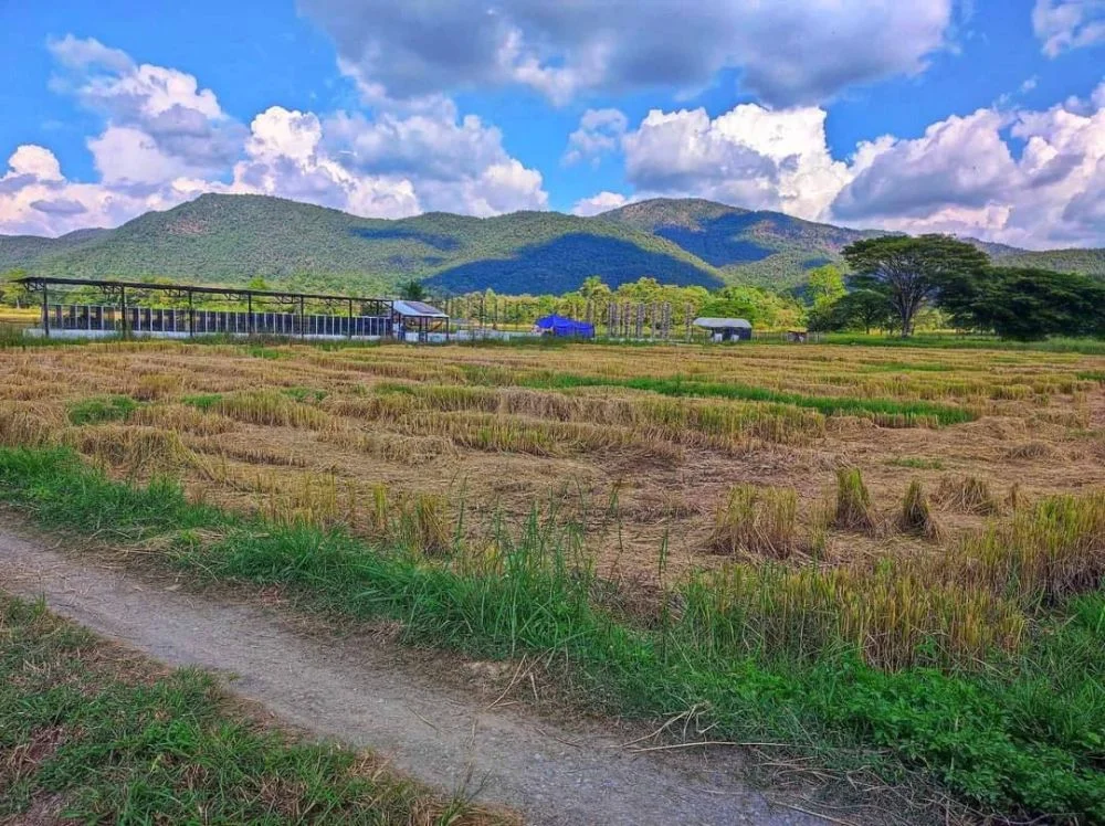 ขายที่ดินวิวภูเขาล้อมรอบใกล้เขื่อนแม่กวงดอยสะเก็ตโฉนดพร้อมโอ