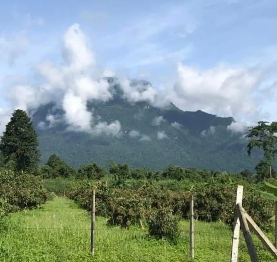 ขายที่ดินวิวดอยหลวงเชียงดาวห่างถนนบายพาสเพียง 500เมตร